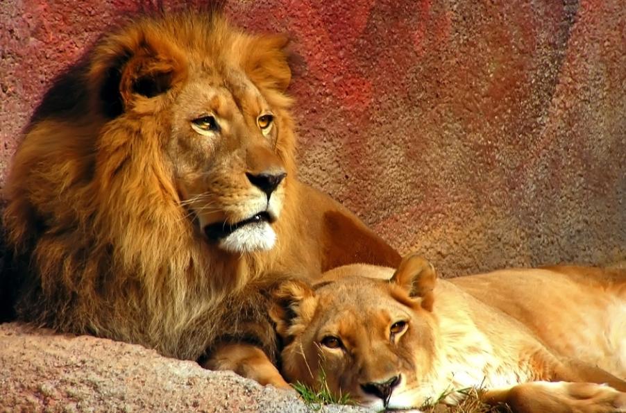 古代对动物的雅称词汇大全,古人描写动物的诗有哪些