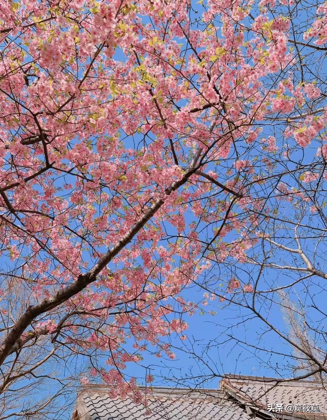 50种常见鲜花的花语大全,各种鲜花的花语和寓意图片欣赏