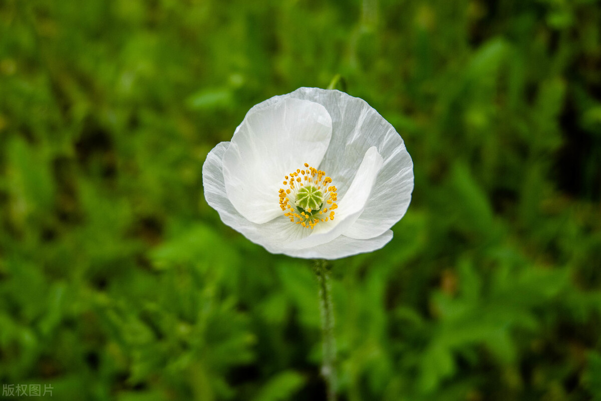 上海踏青2022,上海踏青最佳景点2021