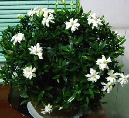 家里过期的小药片用来养花有妙用,过期b1药片养花