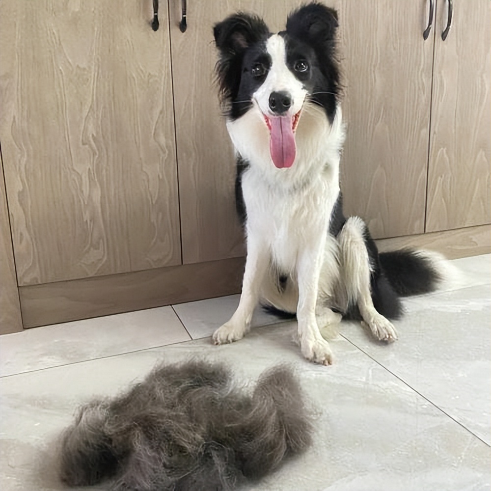 新手适合养的狗便宜可爱,又便宜又可爱的狗