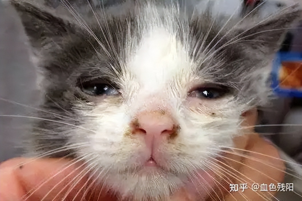 长寿猫咪,猫咪长寿