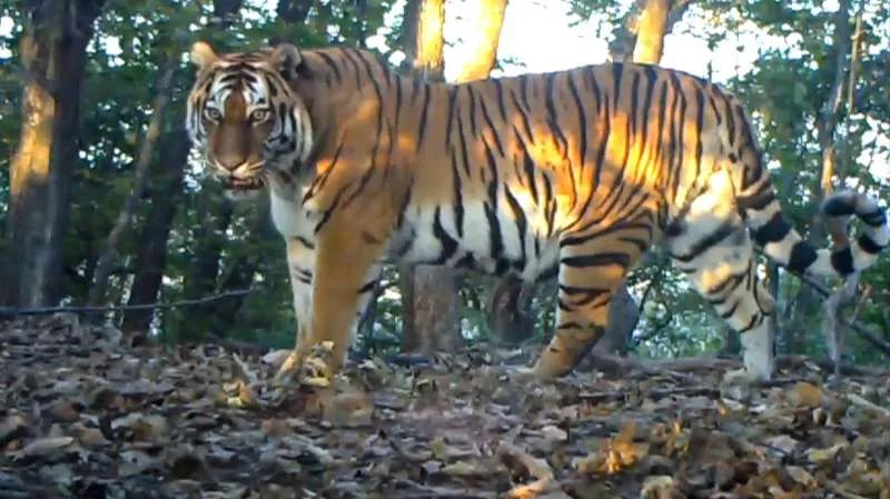 珍稀野生动植物日,北京世界野生动植物日
