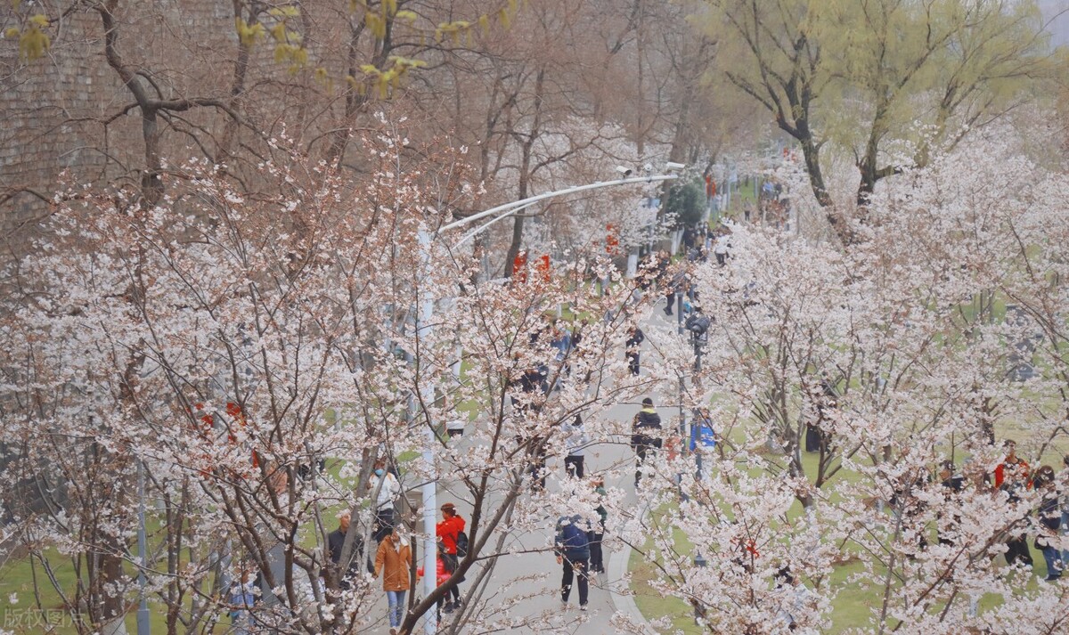 世界赏樱胜地东湖樱园樱花盛开,中国赏樱胜地堪比日本东京
