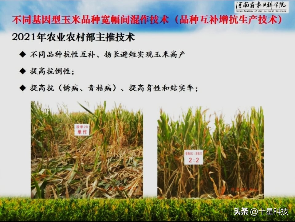 安保丰®京科627:黄淮海的夏玉米,可以随意对比