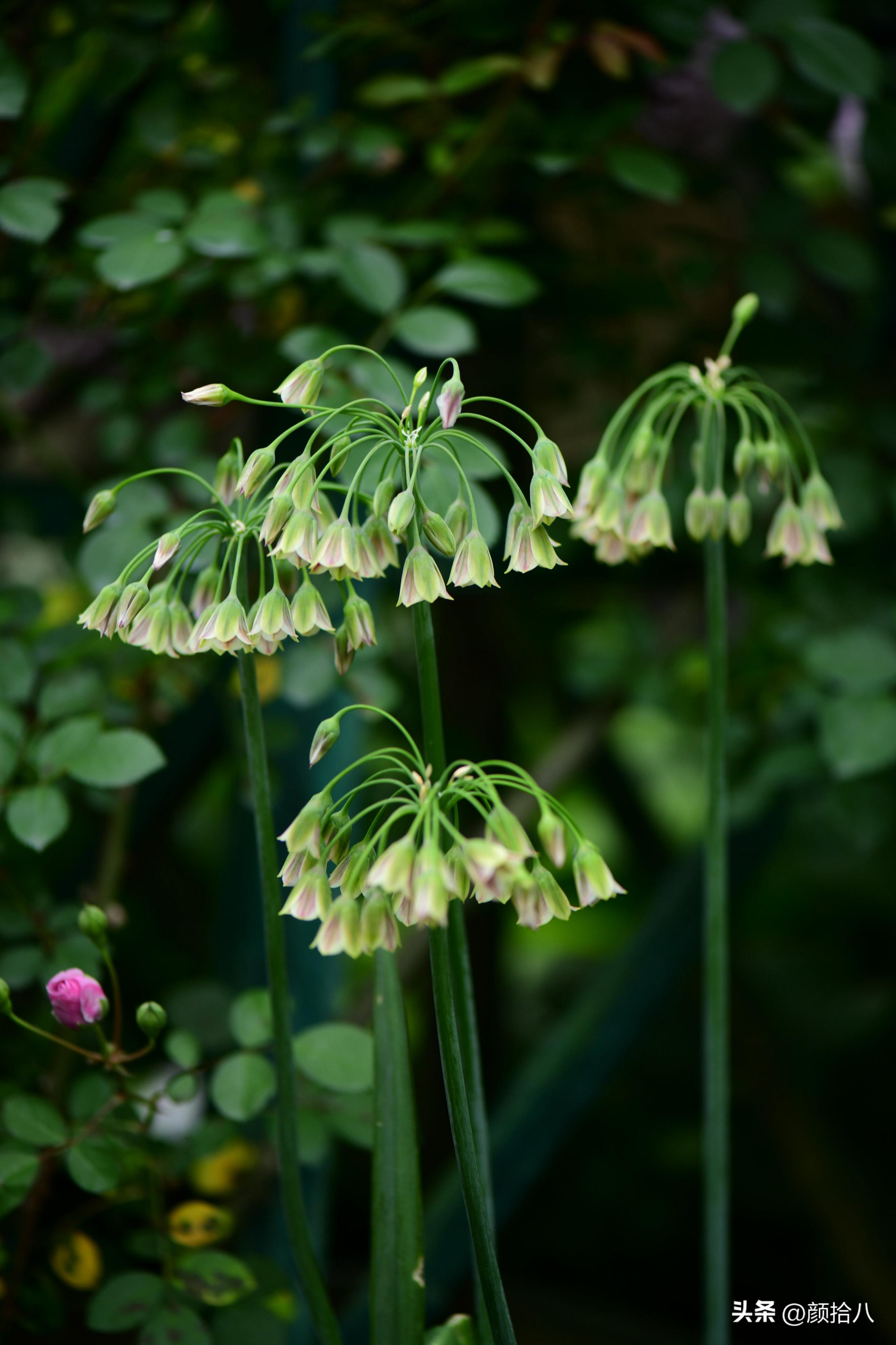 这两年挑战的一些小众球根植物，有收获也有失败|园丁