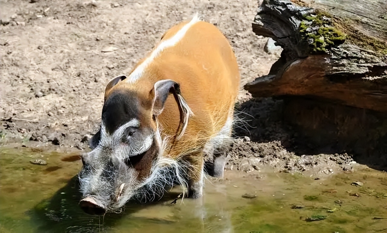 闈炴床閲庣尓鍒嗗竷鍖哄煙,闈炴床閲庣尓