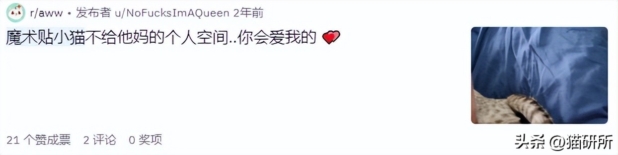 刚来的猫咪太粘人了怎么办,猫咪很黏主人是什么原因