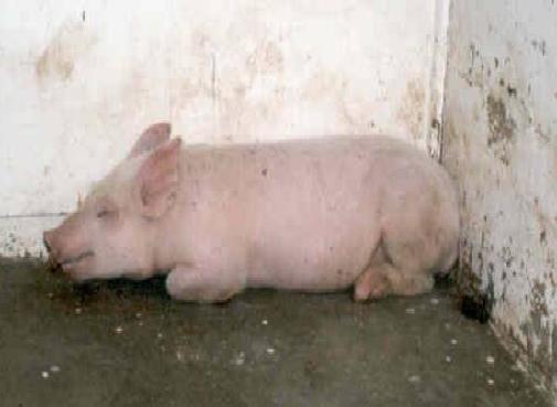 猪应急用药,猪生病的常用药