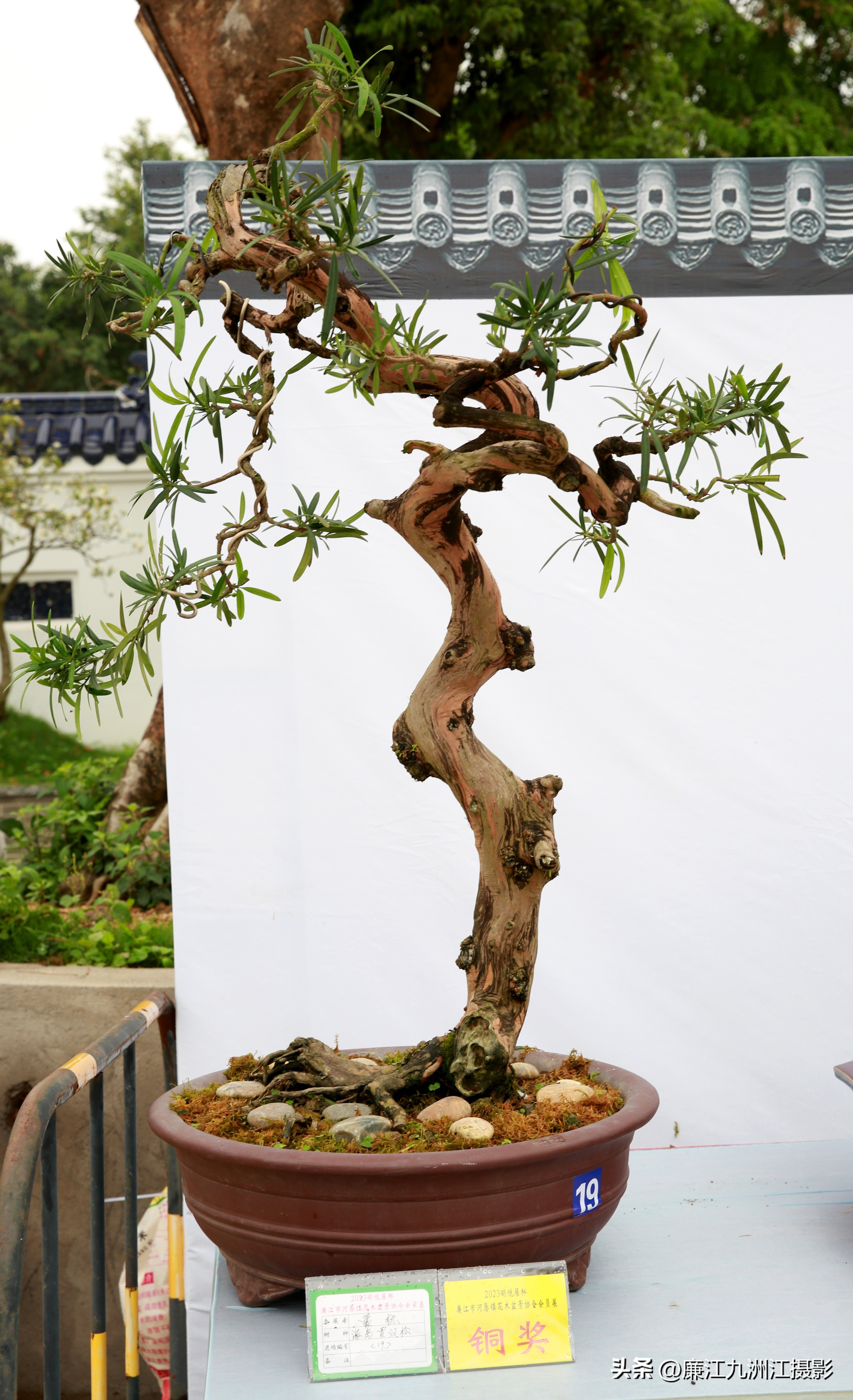 最高端的盆景展,一场惊艳的盆景展