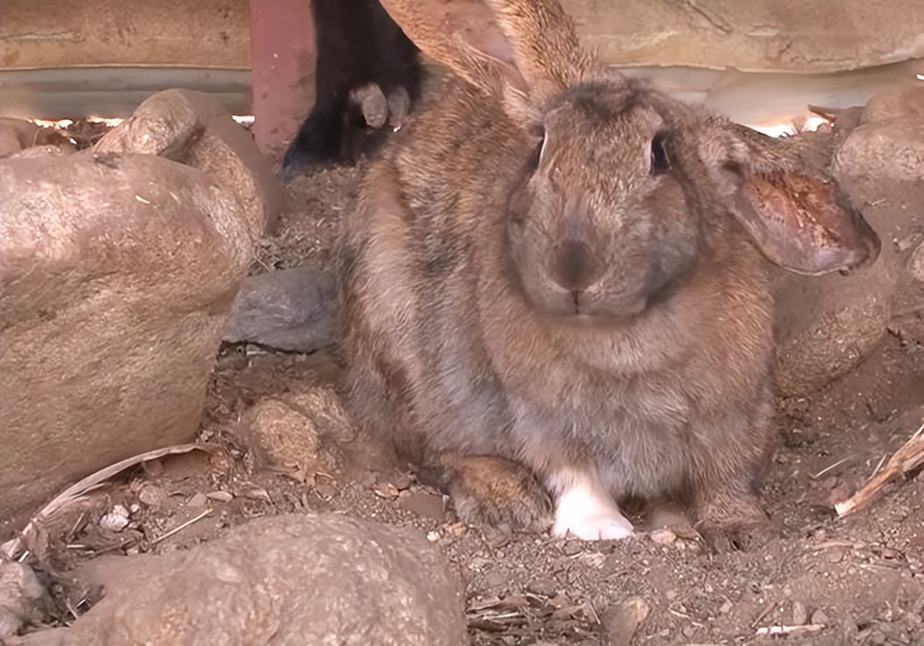 大爷家兔子生了崽,却放着娃不管到处跑,小兔子还被母鸡收养了?