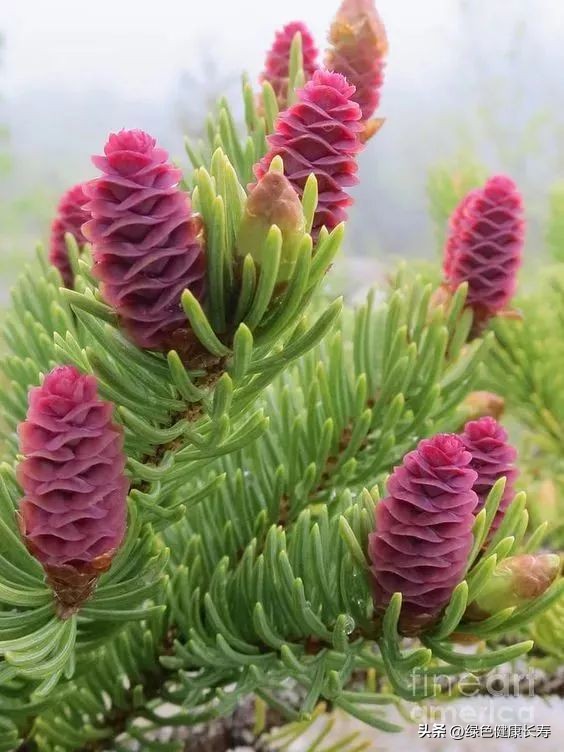 最漂亮的松树开花图片,哪种松树开花好看