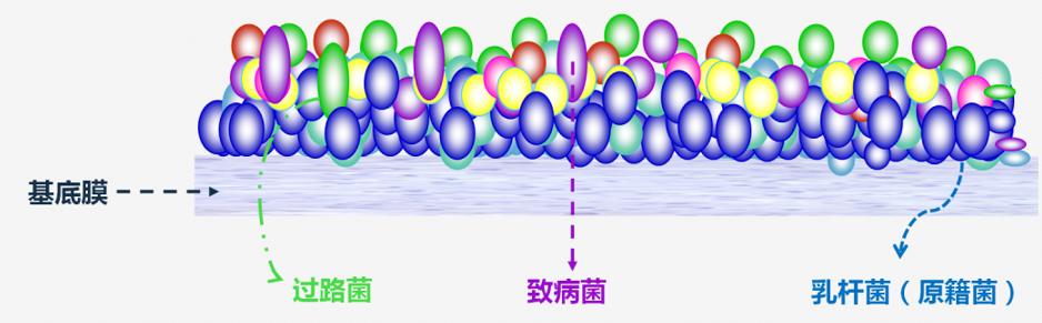 派特灵生物,派特灵生物讲解