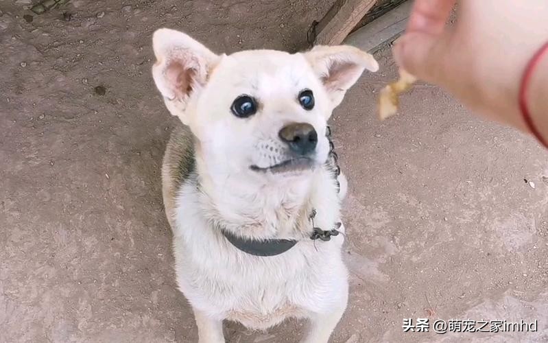 土狗不吃饭只想吃肉,土狗不吃东西一直咬泥巴
