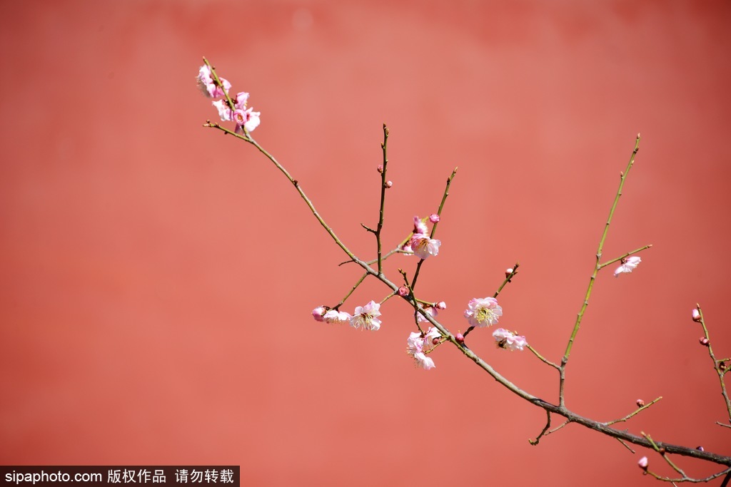 北京梅花去哪个公园看,国内十大赏梅花圣地