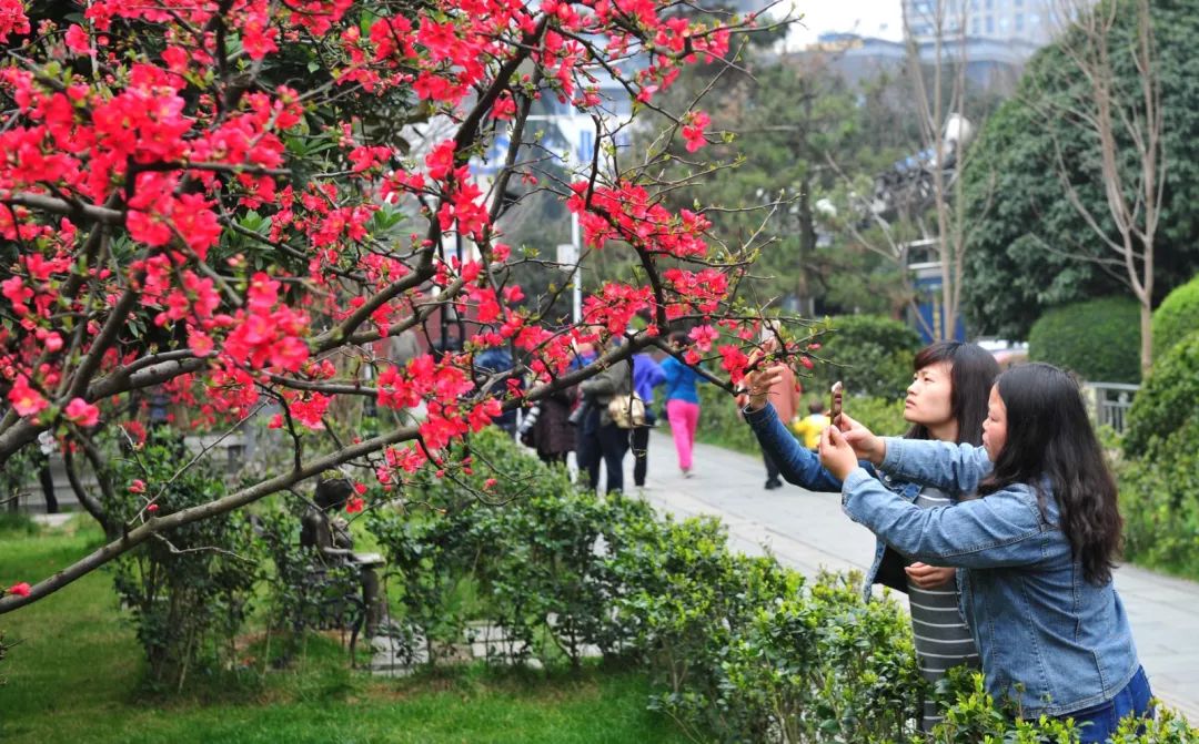 收好这份赏花攻略,春有约花不误一起来赏花