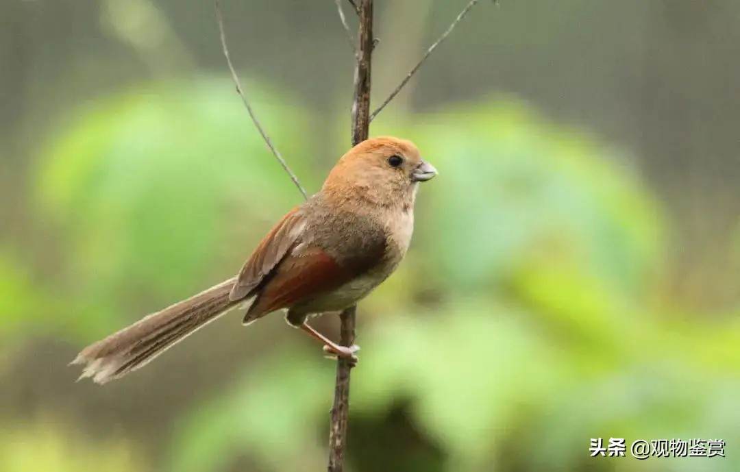 老黄豆鸟与小黄豆鸟的区别,黄豆鸟怎么挑选才是好鸟