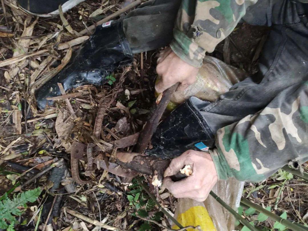 猛兽危险！“石虎”现身广东，外貌像极家猫，常被人误当猫咪饲养