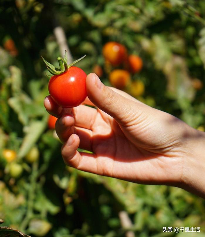 海南千禧樱桃圣女果,新鲜樱桃圣女果