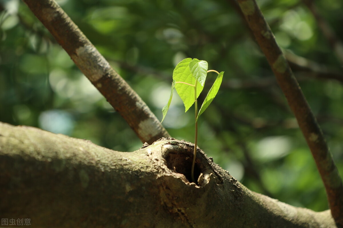 顽强的生命力,顽强的生命力的歌曲