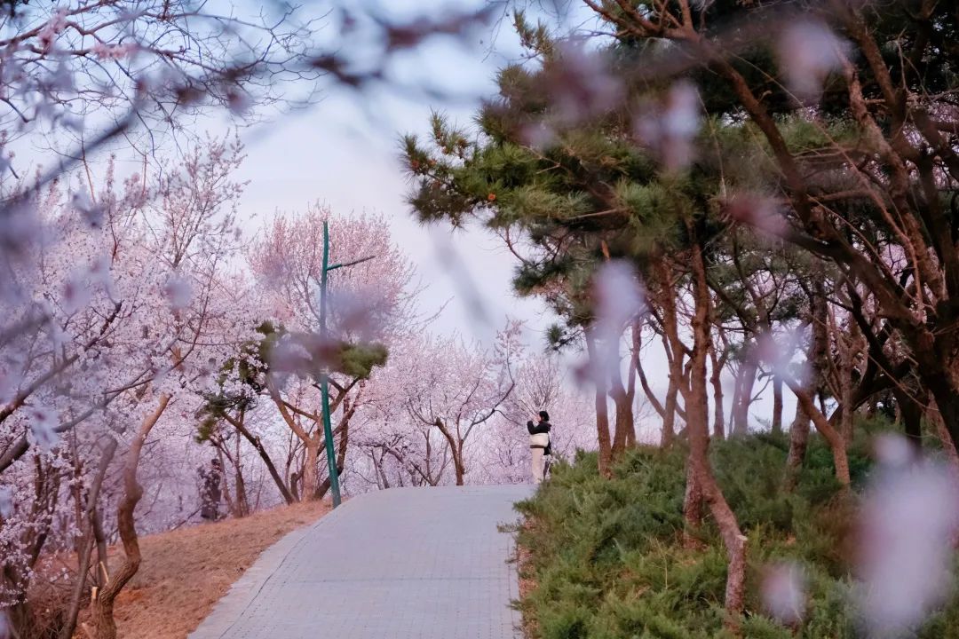 石景山首钢园骑行,春天石景山赏花