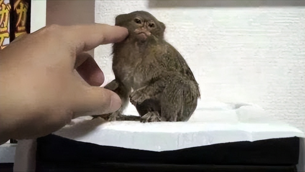 男人在路边意外捡到一只野猴子,男子捡到一只猴子带回家