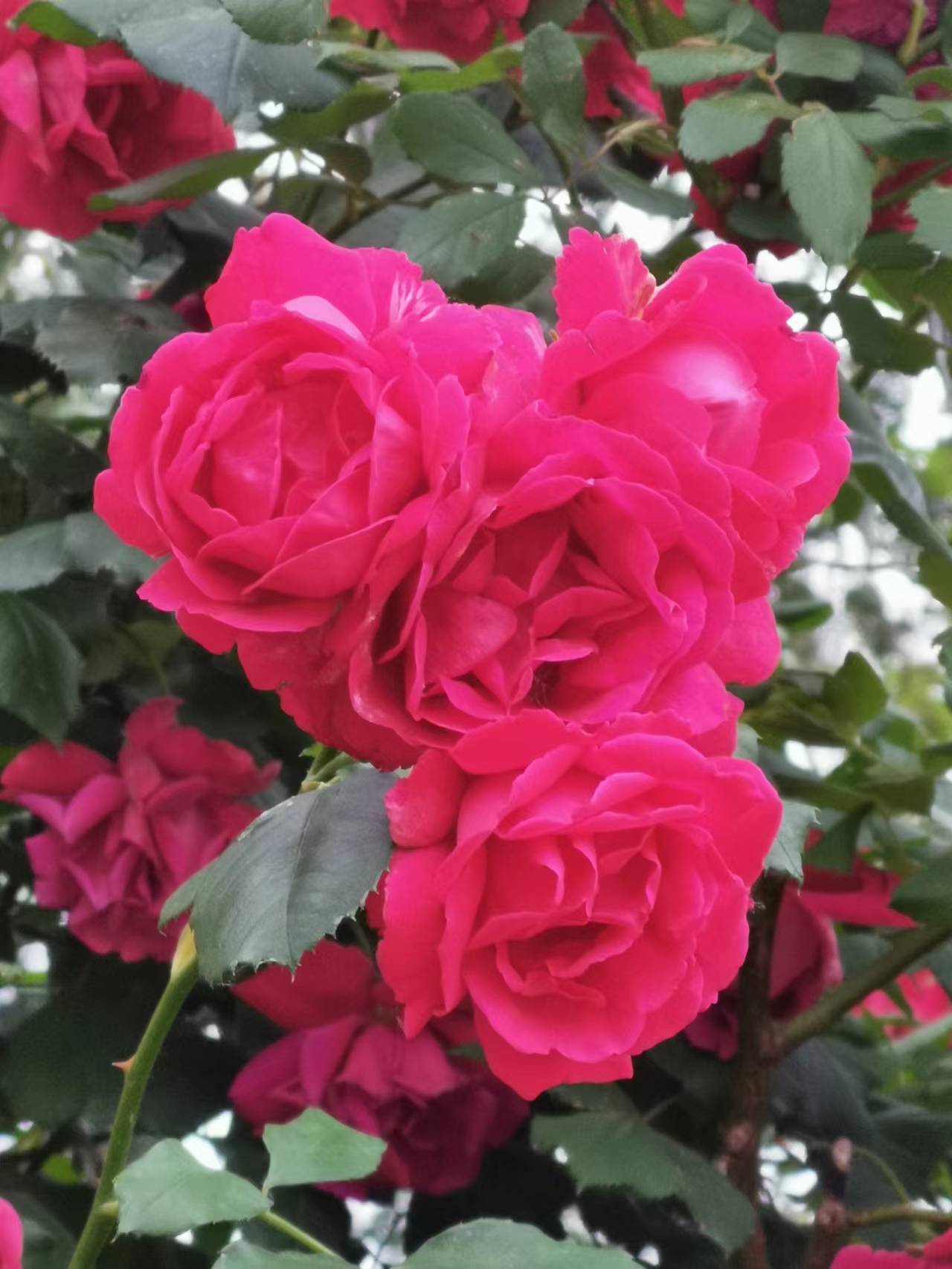 福利彩票造假事件结果,彩票作假案件有没有人管