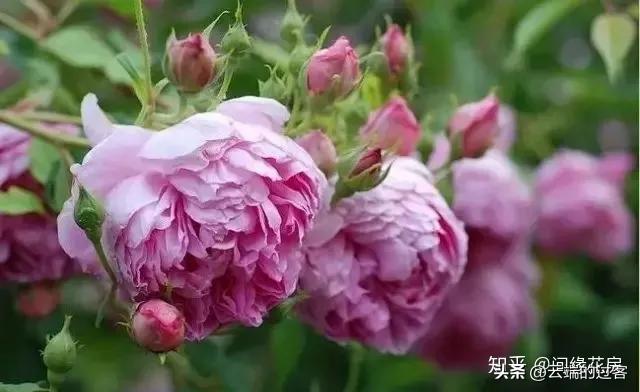 1到99朵玫瑰的含义图片,1到99朵玫瑰花语是什么