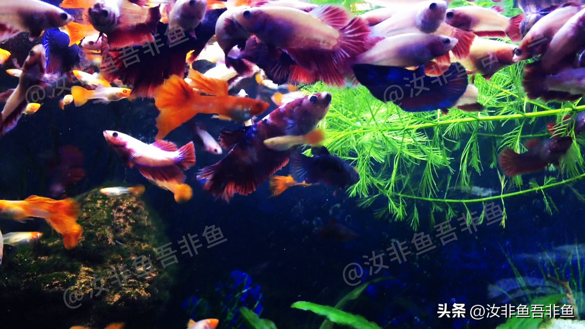 孔雀鱼怎么和泰国斗鱼混养,孔雀鱼和泰国斗鱼一起养吗