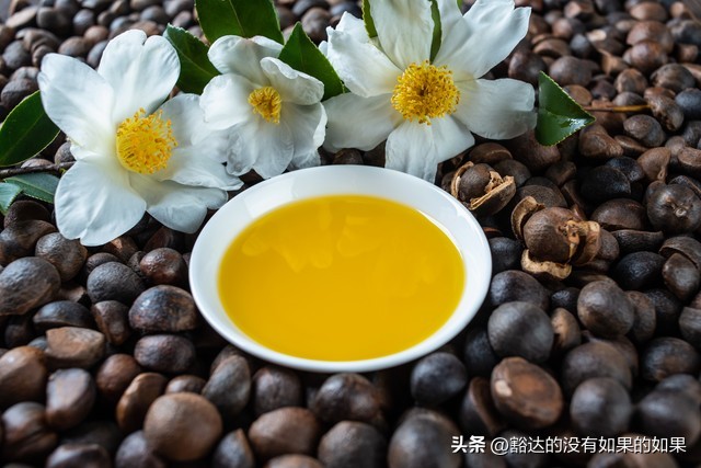 山茶花开叶,山茶花开红似火