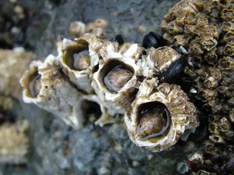 在浙江吃藤壶,还以为吞了个鬼手