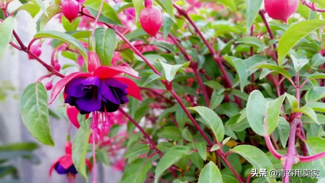 深圳十大古村落观澜版画村,观澜版画村古镇