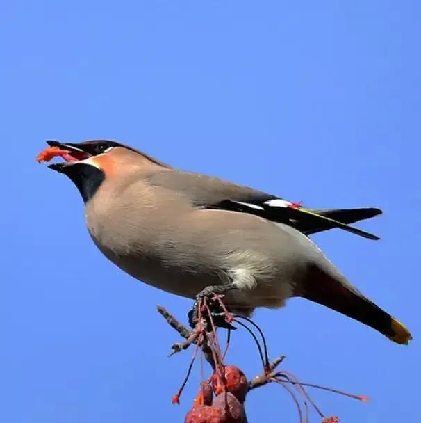 太平鸟图片素材,太平鸟图片大鸟