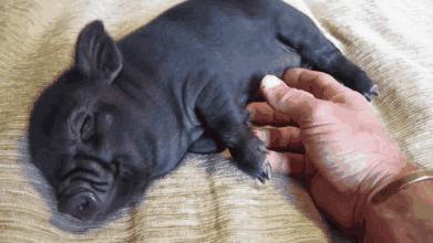 治赖床,早晨赖床的方法