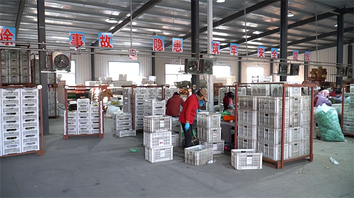 现代农业助力农村,现代化农业收获苹果