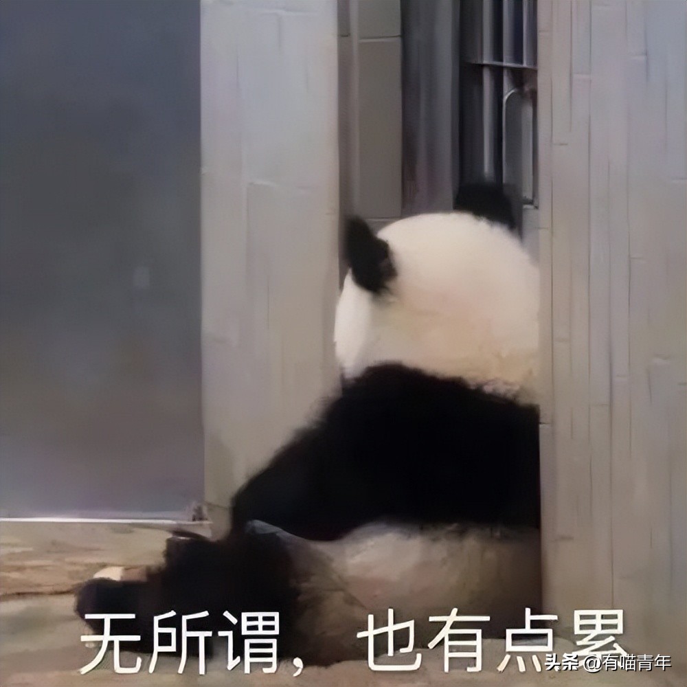 盘点网红大熊猫搞笑场面,大熊猫一摔成名