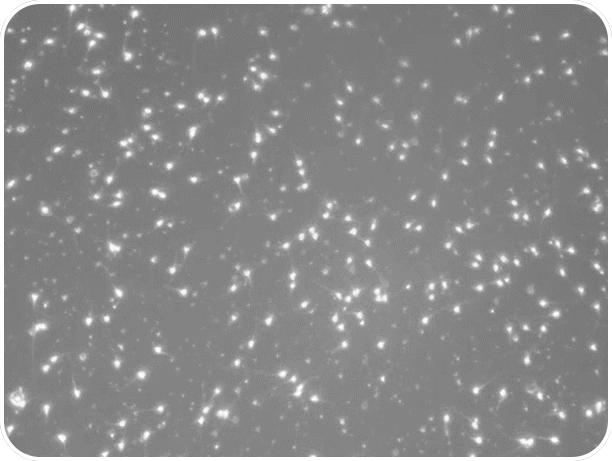 男子精子断崖式下降,男精子数量