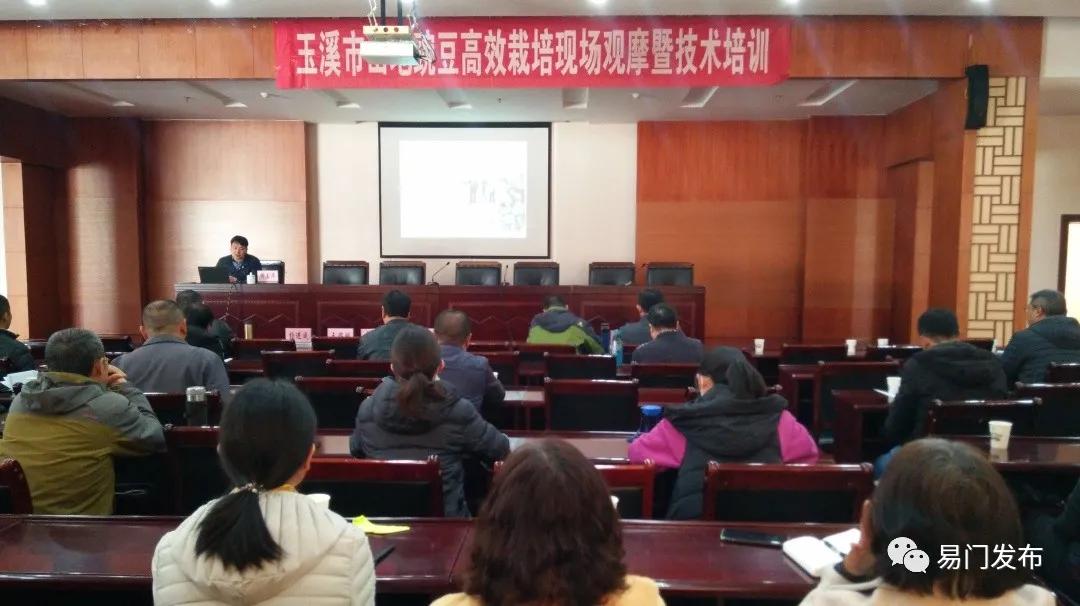 易门农业种植,易门豌豆种子