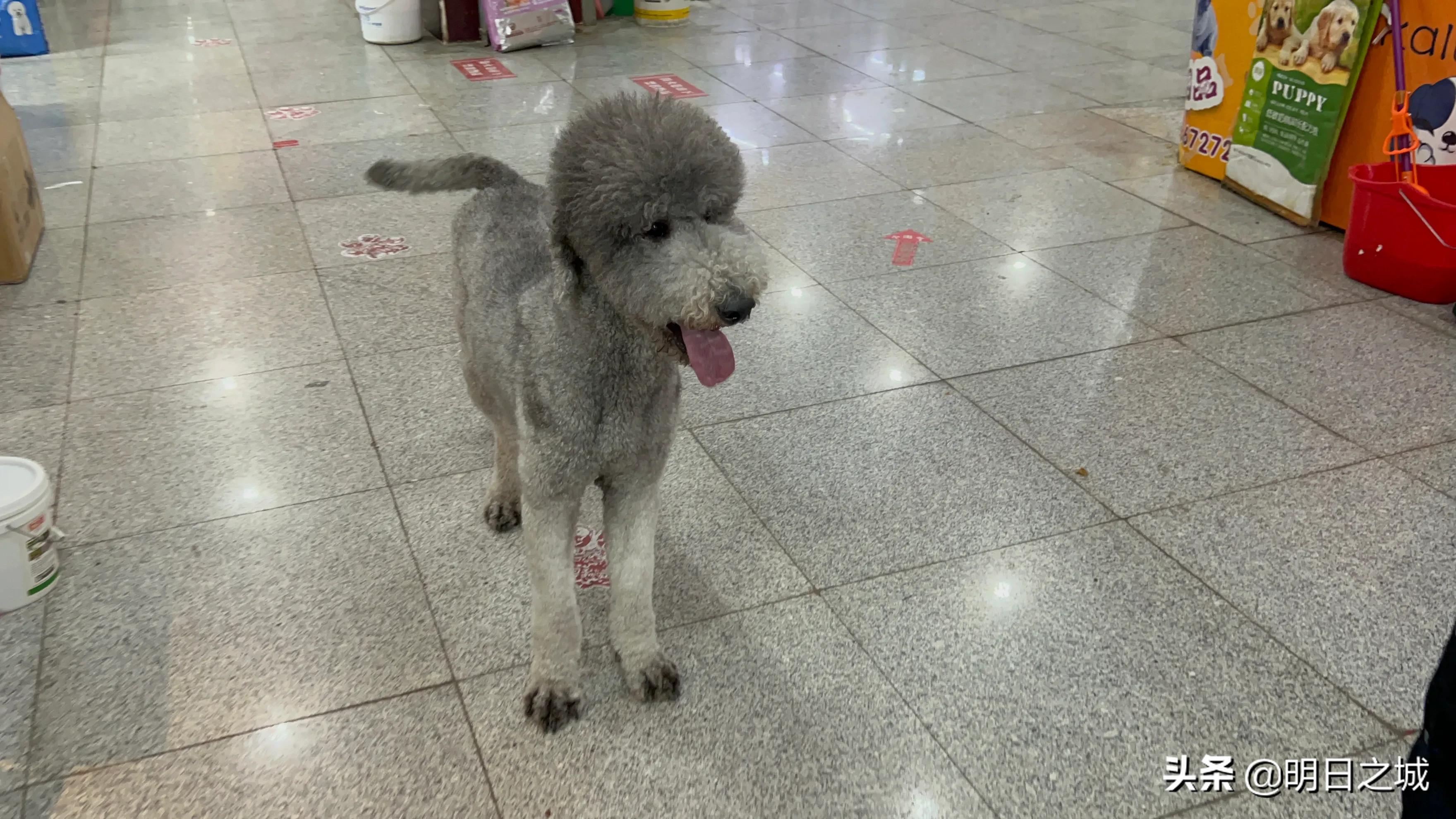 宠物猪长成300斤肥猪,两只宠物小乳猪