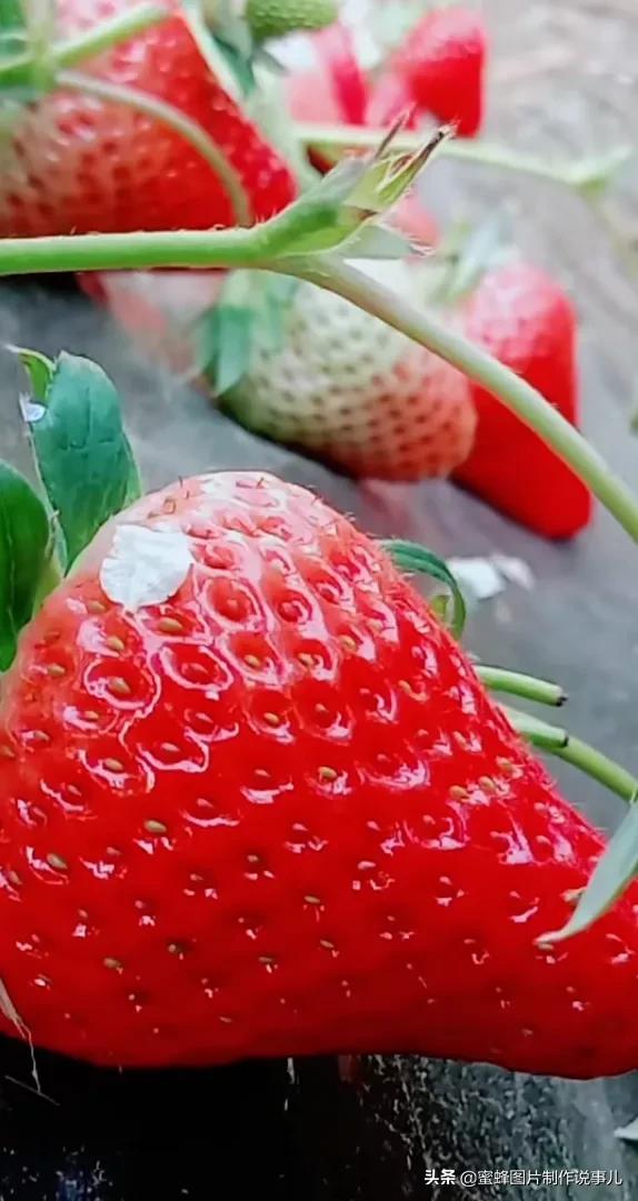 壁纸图片水果清新,丰收的水果高清图片壁纸