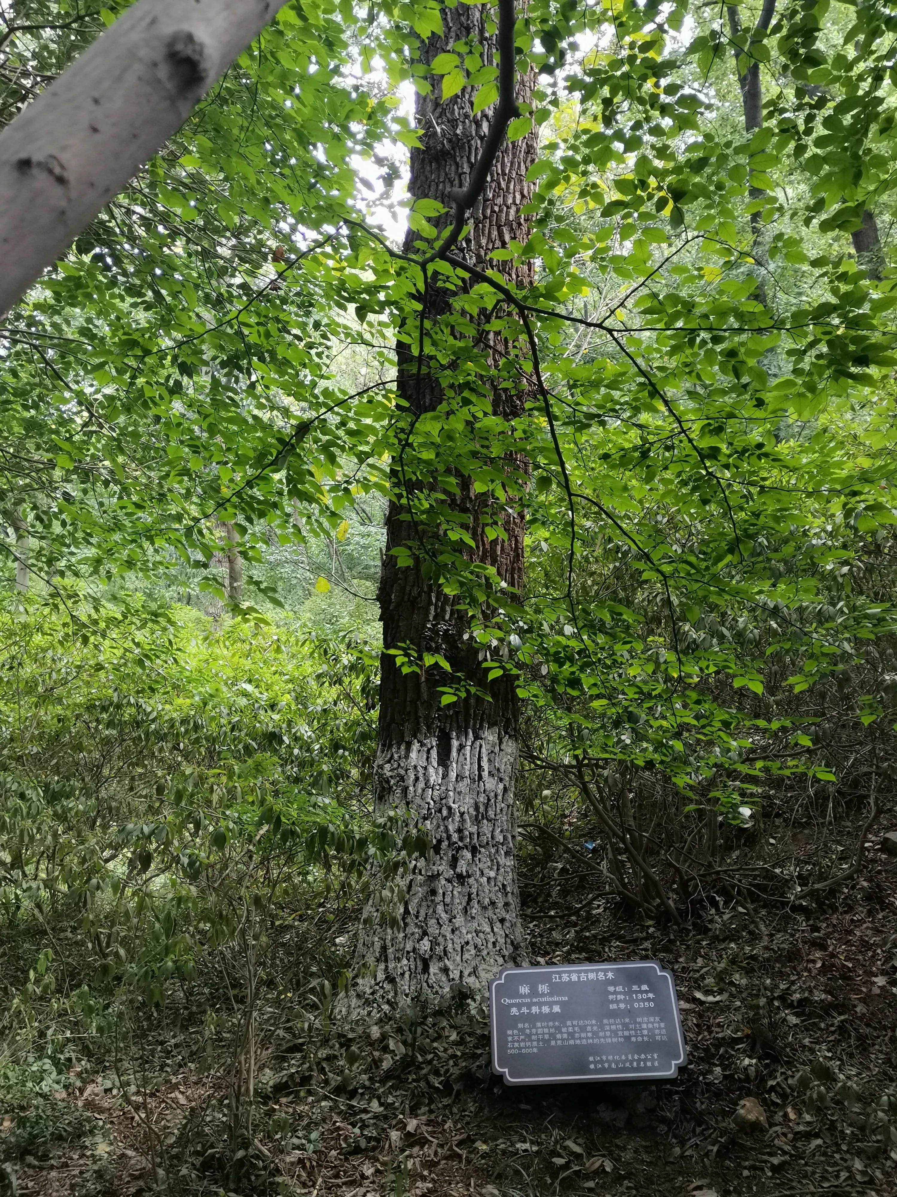 南京出发到镇江一日游跟团多少钱,南京去镇江旅行攻略路线