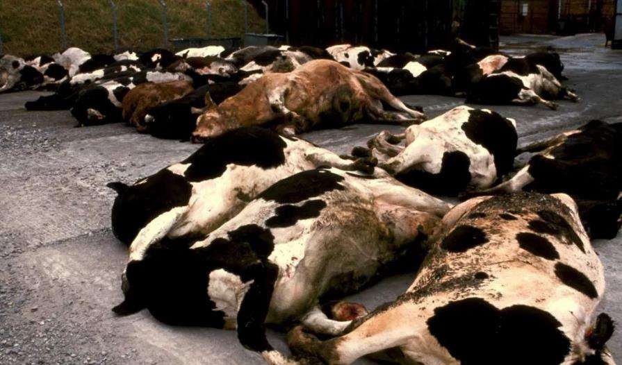 朊病毒大爆发可能性,朊病毒是不是致死率最高的病毒