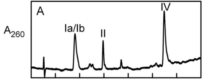 探究移动色氨酸是*霉素黄**抗生素合成黄素酶中内在电荷转移供体应用