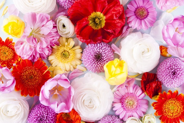 梦里花落知多少小说,梦里花落知多少