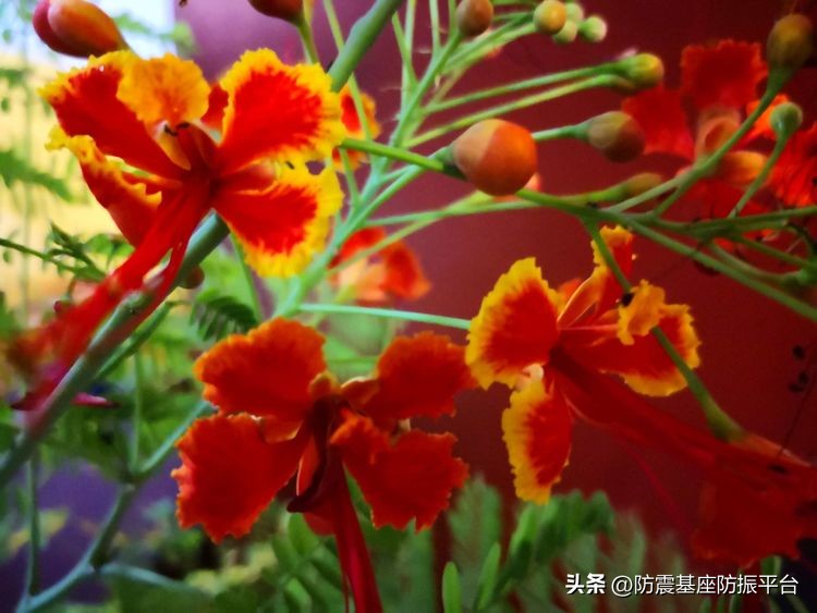 从发芽到开花的乐趣,从种子到果实成熟的感悟