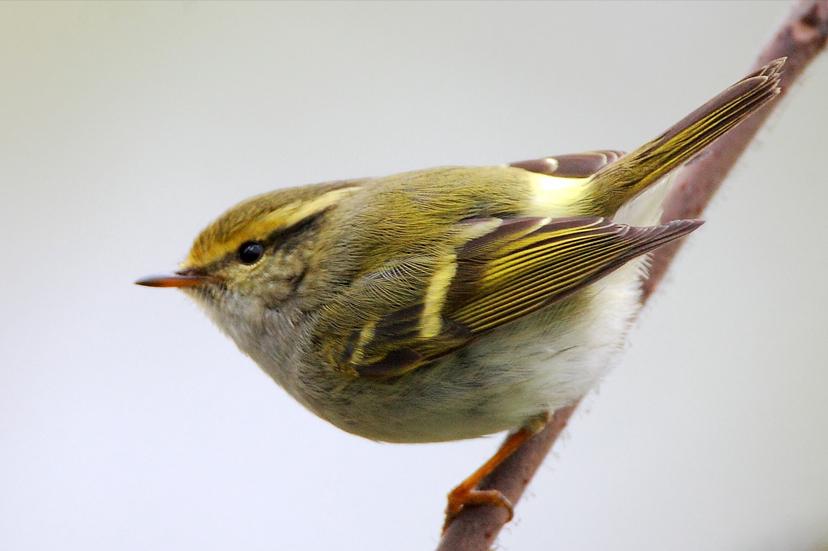 所有鸟图片大全大图,50张最佳鸟类摄影作品