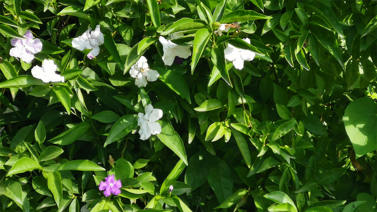 往事如风一切如梦,往事如风人生如梦岁月如歌