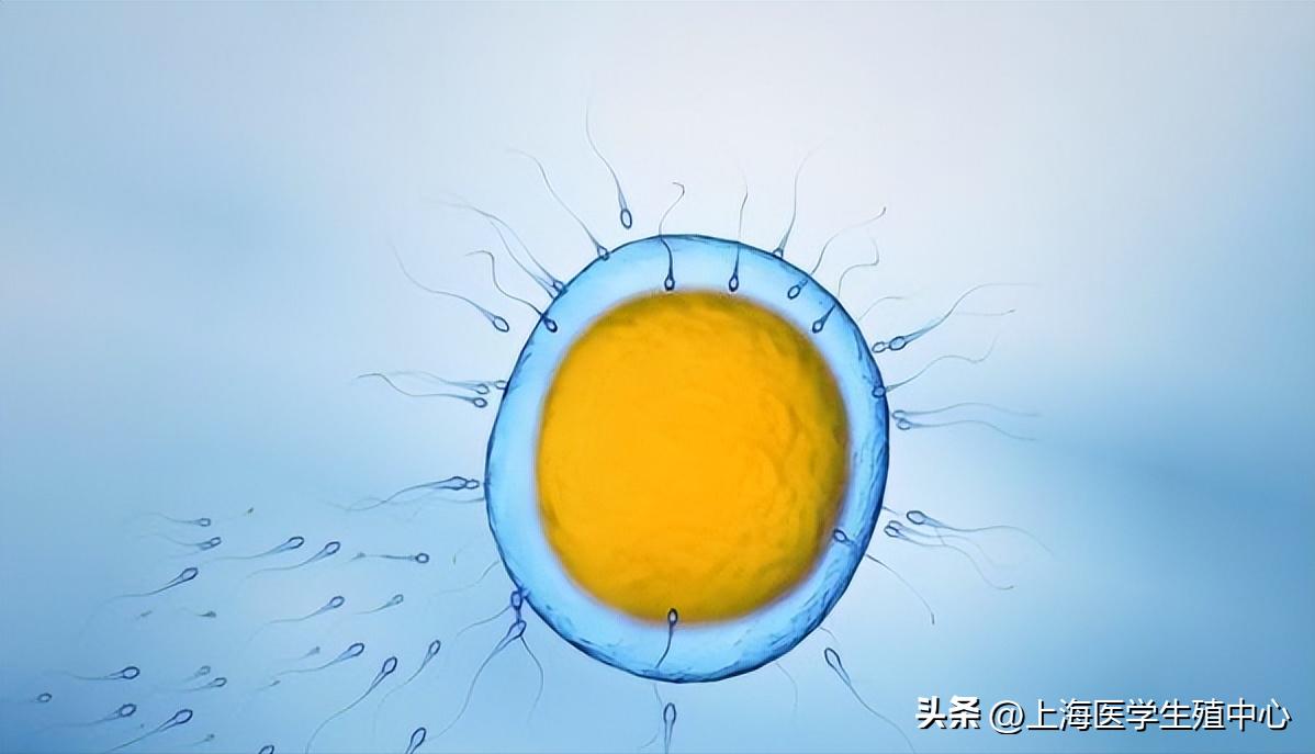 为什么自然排卵怀不上孕,为什么会导致排卵障碍