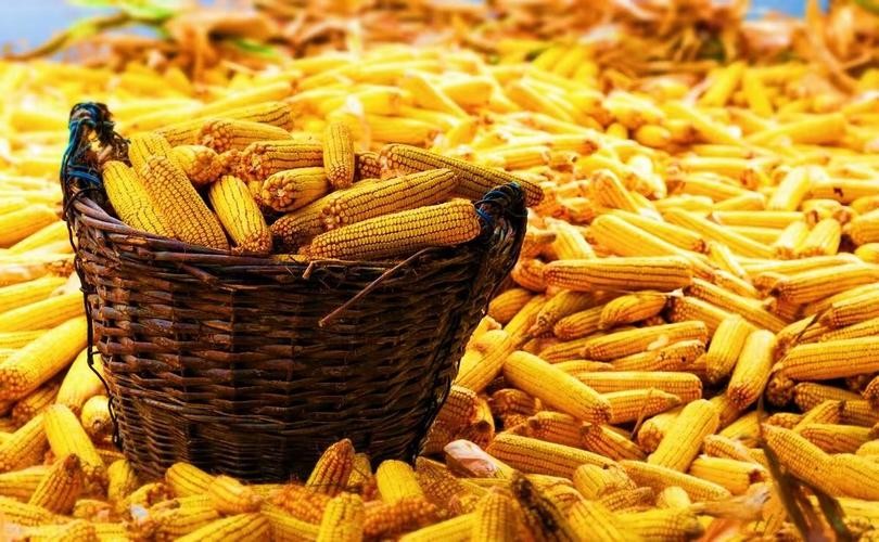 玉米在我国粮食安全中地位,当前玉米是我国第一大粮食作物