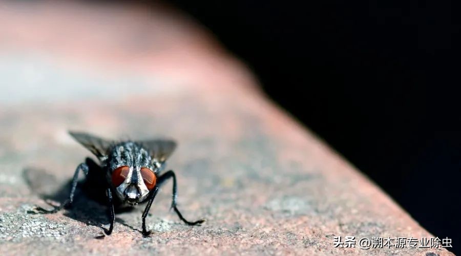 黄色苍蝇类型的虫子有哪些,苍蝇昆虫简介